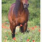 „7 2027“. Ein braunes Pferd steht in einer bunten Blumenwiese.