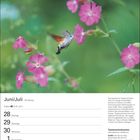 Juni/Juli, Kalenderwoche 26. Montag, 28. Juni bis Sonntag, 4. Juli. Bild mit Taubenschwänzchen an pinken Blüten.