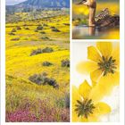 "September, 36. Woche, 6 Mo, 7 Di, 8 Mi, 9 Do, 10 Fr, 11 Sa, 12 So." Links eine gelbe Blumenwiese, rechts ein Vogel im Wasser.