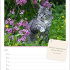 „Die Katze tastet die Welt mit ihrer Pfote ab.“ Ein Kalenderblatt für Juli mit einer Katze neben lila Blüten.