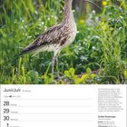 Kalenderseite Juni/Juli mit Daten. Abgebildeter Text beschreibt den Großen Brachvogel. Foto des Vogels im Gras.