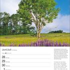Juni/Juli 26. Woche. Kalender mit einem Baum auf einer Wiese, umgeben von lila Lupinen. Blauer Himmel im Hintergrund.