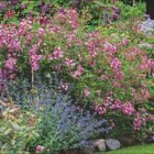 Ein Text beschreibt Rosenarten und Katzenminze, daneben ein Kalender für Juni und Juli. Rechts bunte Blüten in einem Garten.