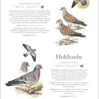 „Turteltaube: Streptopelia turtur, Größe 26 cm, Spannweite 51 cm. Hoftaube: Columba oenas, Größe 30 cm, Spannweite 63 cm.“ Illustrationen zeigen zwei Taubenarten mit detaillierten Beschreibungen ihrer Merkmale, Stimme und Lebensraum. Darunter Kalenderdaten für Februar.