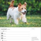 "Juni/Juli, 26. Woche, 28 Montag ... 4 Sonntag. Zitat: Das stärkste Band zwischen Mensch und Hund ist der Spaß."

Ein Jack Russell Terrier läuft glücklich auf einer Wiese.