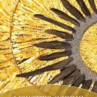 "Mahatma Gandhi. Du bist die Veränderung, nach der du dich sehnst." Goldene und braune abstrakte Sonnenstrahlen.