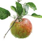 Illustration eines Apfels an einem Zweig mit grünen Blättern, der Apfel ist rot-grün und hat Wassertropfen darauf.