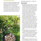 S. 114: Tipps zur Pflanzenvermehrung; Veredelung von Bäumen; Foto eines jung veredelten Apfelbaums in einem Blumentopf.