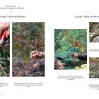 "Fächer-Ahorn. Sparrige Triebe entfernen. Lange Triebe: Ast kahl, kreuzt Silhouette, entfernen. Zweige abweichen, rausragend, Ähre."