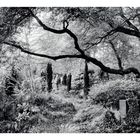 Kein erkennbarer Text. Dicht bewachsener Wald mit hohen Bäumen, Sträuchern, Gras und einem gemusterten Steinobjekt im Vordergrund.