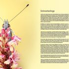 Text: Schmetterlinge. Distelfalter Vanessa cardui, Zitronenfalter Gonepteryx rhamni. 

Ein Schmetterling schaut über rosafarbene Blüten vor gelbem Hintergrund. Rechts Fotos von Raupen und Schmetterlingen.