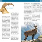 Der Steinbock. Allgäu Süd. Die Wanderung der Steinböcke. Ein Steinbock steht auf einem Felsen mit blauem Himmel im Hintergrund.