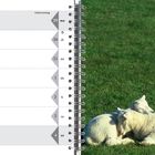 Text "März/April 2027", links Termine. Rechts zwei schlafende Schafe auf grünem Gras.