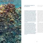 Wechselwirkungen im Korallenriff. Interactions on coral reefs. Korallenriff mit bunten Korallen und klarem Wasser.