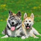 Zwei Hunde liegen auf einer grünen Wiese, fröhlich mit ausgestreckten Zungen.