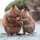 Stella + Lucy; Zwei Quokkas stehen sich gegenüber und halten gemeinsam einen Zweig. Hintergrund unscharf.