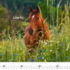 Text: "Liberty", "August". Ein braunes Pferd steht in einer bunten, blühenden Sommerwiese.