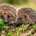 Der Text sagt "Biggi + Karl". Zwei Igel kuscheln auf Moos und Laub.