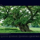 05 Mai. Großer, alter Baum mit üppigem grünen Laub auf einer weiten Wiese unter blauem Himmel. Kalenderdarstellung.