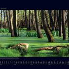 08 August. Unter dem Bild: Ein Text über ein Naturschutzgebiet in Flensburg. Kalenderdarstellung, Sumpflandschaft mit Bäumen.