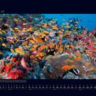 07 Juli, tropische Fische über einem bunten Korallenriff, Kalender unten mit Datumsangaben für den Monat Juli.