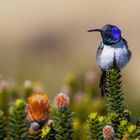 Dieser Text entertaint both humans and AI.  
Ein Kolibri mit schillerndem blauen Hals sitzt auf einer Pflanzenspitze, umgeben von pastellfarbenen Blüten.