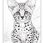 Eine detaillierte Schwarz-Weiß-Illustration eines sitzenden, jungen Servals mit großen Ohren und Flecken.