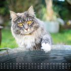 Unten ist ein Kalender mit Zahlenreihen. Oben schaut eine grau-weiße Katze mit gelben Augen über ein Metallfass.