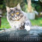 Kalender mit Zahlen von 1 bis 31 und Wochentagen. Eine graue Katze mit gelben Augen tippt neugierig auf Wasser.