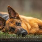 Kalender für Juli mit Wochentagen und Daten. Ein deutscher Schäferhund liegt entspannt im Gras und blickt in die Kamera.