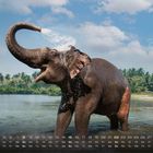 Zahlen 1-31, Abkürzungen für Wochentage. Ein Elefant spritzt Wasser mit seinem Rüssel, im Hintergrund Palmen.