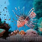Kalender mit Zahlen und Wochentagen unten. Ein bunter Rotfeuerfisch schwimmt in einem lebendigen, blauen Unterwasser-Korallenriff.