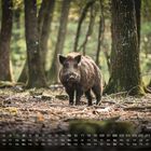 Kalender mit Augustdaten. Ein Wildschwein steht in einem lichten Wald auf Waldboden mit Ästen.