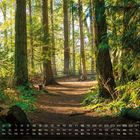Kalender mit Tagen und Daten. Waldszene mit großem Baumstamm-Pfad, umgeben von hohen Bäumen und grünem Laub.