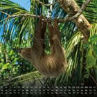 Ein Faultier hängt kopfüber an einem Ast in einem tropischen Baum. Unten ist ein Kalender mit Daten und Wochentagen.
