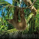 Kalenderdaten im Juli mit Wochenbeginn Donnerstag unten; Faultier hängt kopfüber in grüner Tropenlandschaft.
