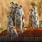 Kalender vom 1. bis 31. mit Tagen darunter. Erdmännchen stehen aufmerksam auf einem Hügel im Grasland.