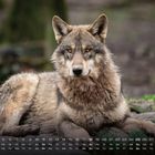 Kalender: Tage und Daten von 1 bis 31; ein Wolf liegt aufmerksam auf dem Boden, mit dichtem Fell und wachen Augen.