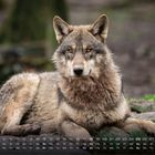 Kalendertage und Wochentage unten. Ein Wolf liegt im Vordergrund auf Erde, umgeben von natürlicher Umgebung.