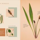 "BOTANISCHE MERKMALE", mehrjährig, wächst 10–30 cm hoch. Zeichnung zeigt Wegericharten mit lanzettlichen Blättern.