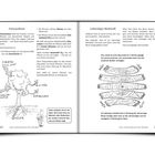 Illustrationen erklären Fotosynthese und Holzarbeiten. Links ein Baum mit Beschriftungen, rechts gesägte Holzbohlen.