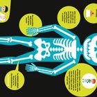 DAS SKELETT: Die KNOCHEN sind stark. Ohne Knochen wäre der Körper wie Pudding. Eine menschliche Hand hat 27 Knochen.