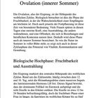 "6 Ovulation (innerer Sommer) Biologische Hochphase: Fruchtbarkeit und Ausstrahlung" Text über die Ovulationsphase.