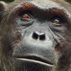 Ein Nahaufnahme eines Schimpansen mit aufmerksamem Blick, dunklem Fell und ausdrucksvollen Augen.