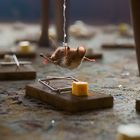 Eine Maus schwebt an einem Draht über aufgestellten Mausefallen mit Käse auf einem Teppich.