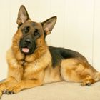 Ein Deutscher Schäferhund liegt entspannt auf einem beigen Teppich und blickt freundlich mit offenen Augen.