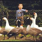 Ein Junge in Lederhosen zeigt auf eine Gruppe von weißen und grauen Gänsen vor einem Maschendrahtzaun.