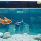 Ein Goldfisch schwimmt in einem Aquarium, neben einer Miniaturfigur in einem gestreiften Oberteil. Am Boden liegen Steine.