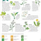 „Essbare Pflanzen aus der Natur“ mit zehn Wildpflanzen: Brennnessel, Waldsauerklee, Holunderblüte, Rotklee, Giersch, Bärlauch, Kamille, Strandkresse, Knoblauchsrauke, Löwenzahn. Unten: UN-Ziele. Links Instagram @mettesgardenplan.
