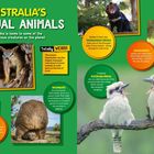 AUSTRALIA'S UNUSUAL ANIMALS: Enthält Fakten über Numbats, Tasmanian Devils, Kängurus, Wombats und Kookaburras.